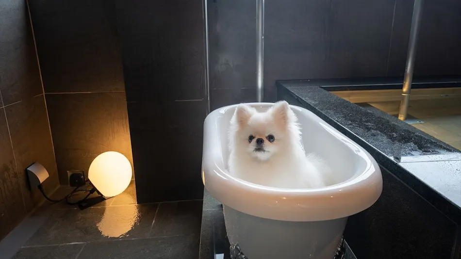 Doggy Suite Pero