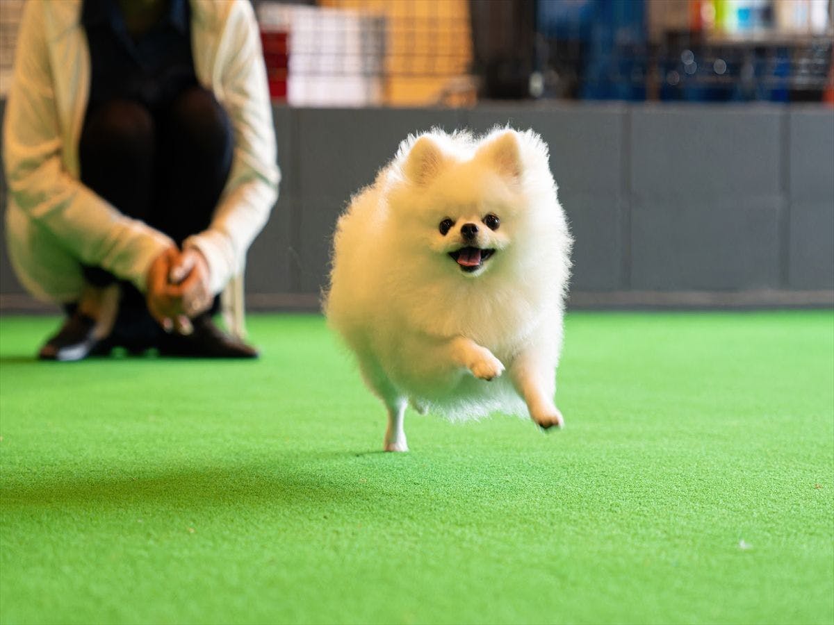 Doggyスイートペロ