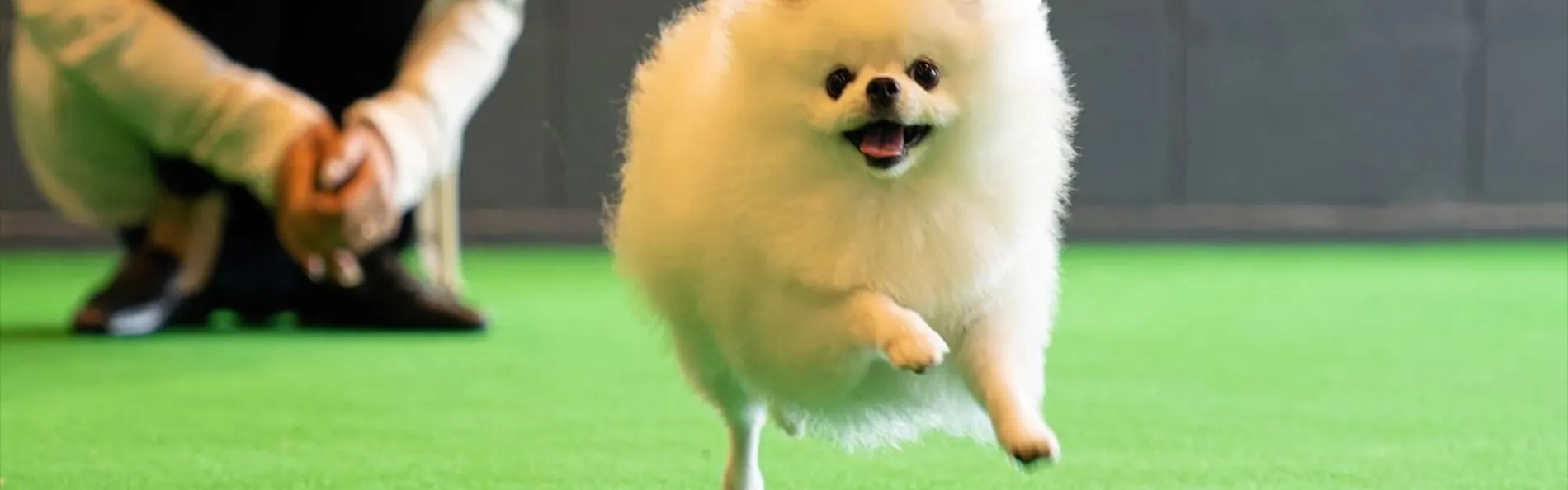 Doggyスイートペロ
