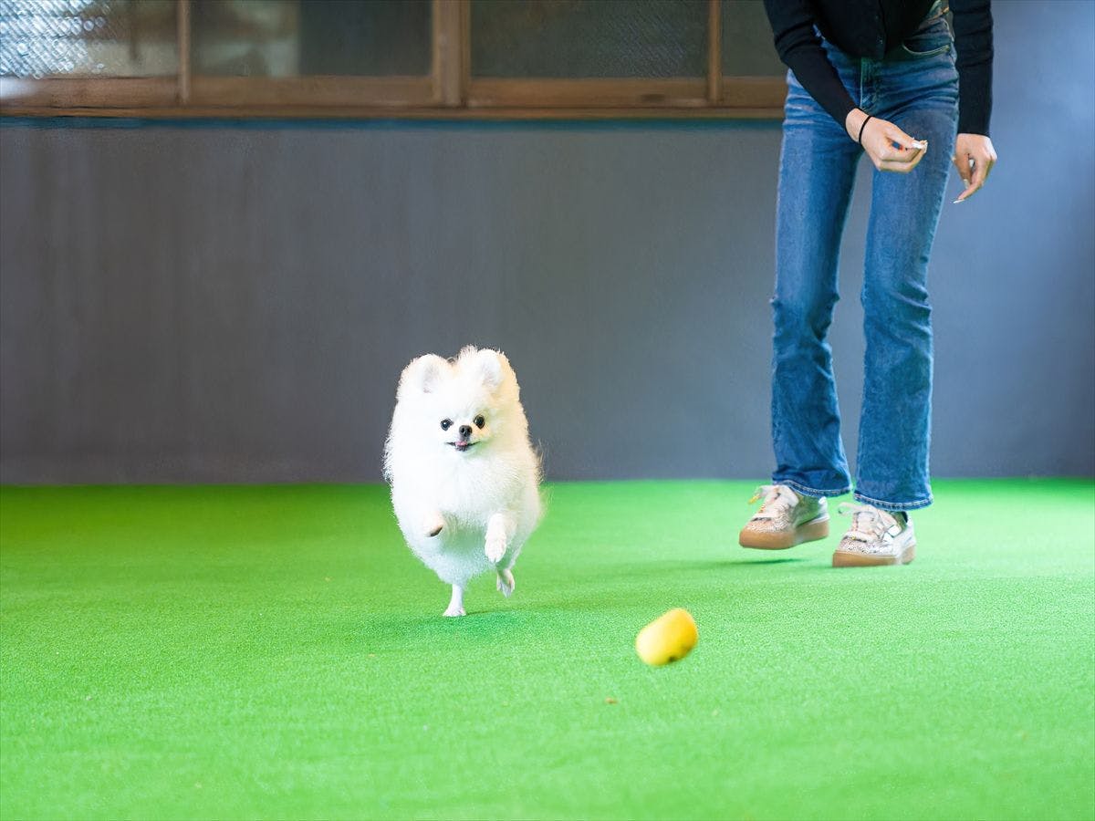 Doggyスイートペロ