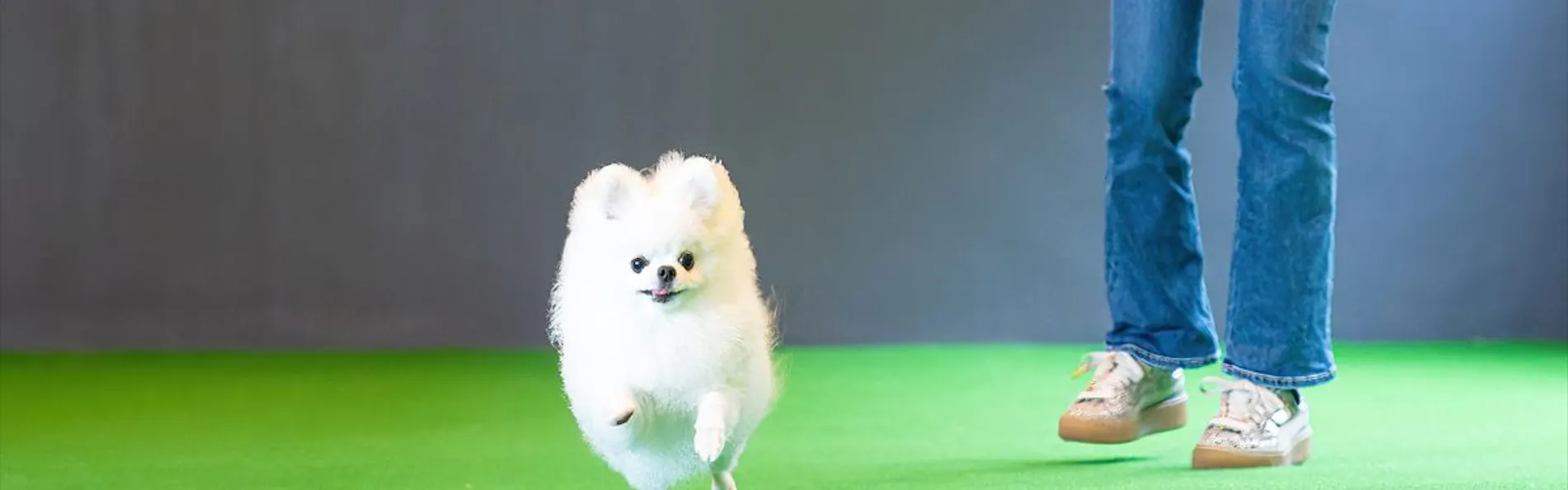 Doggyスイートペロ