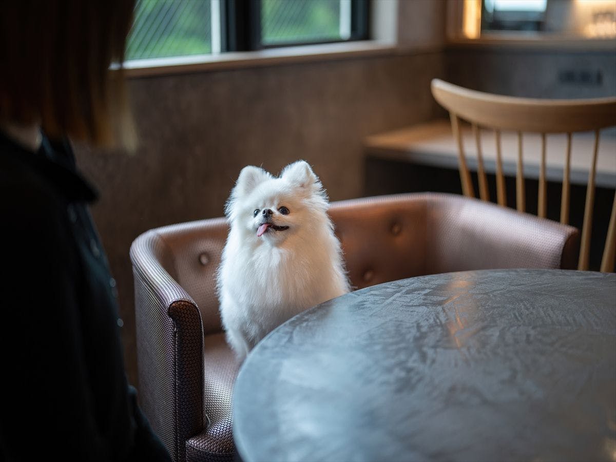 Doggyスイートペロ
