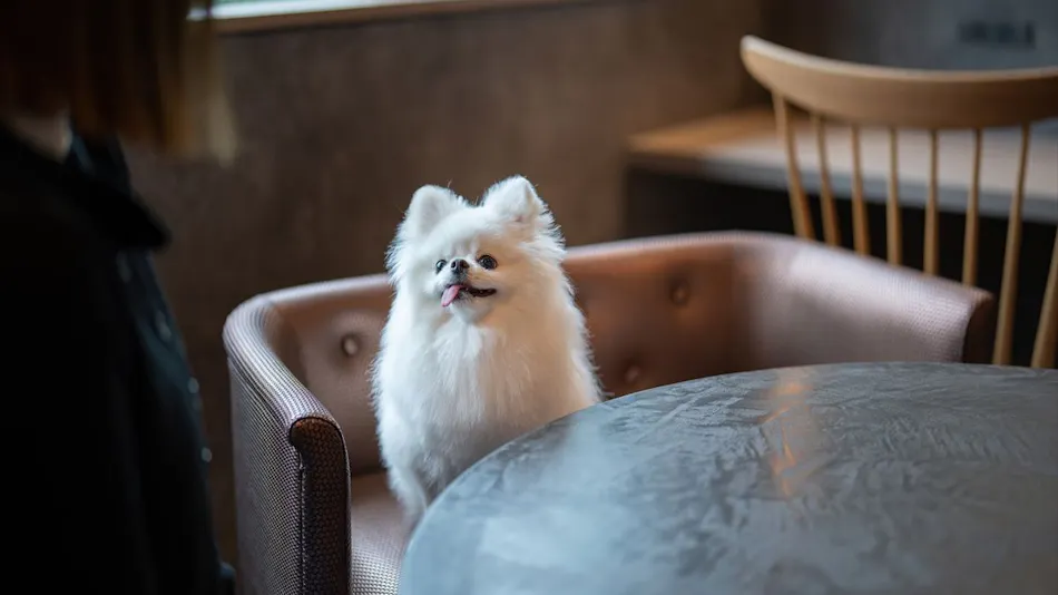 Doggy Suite Pero