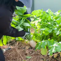 オーガニック野菜収穫&農園散歩ツアー