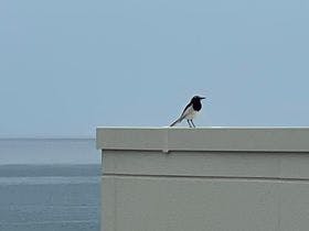 若狭サーフホテル　イルマーレ