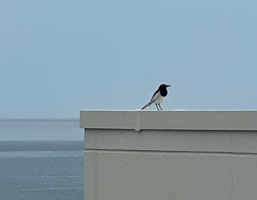 デラックステラスの鳥