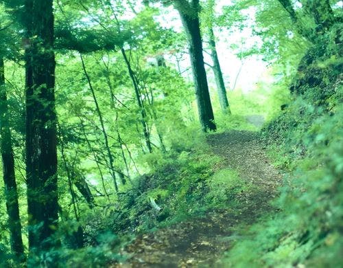 森を歩くプチセラピー