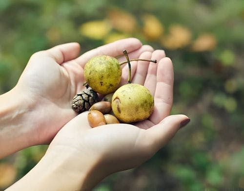 森を歩くプチセラピー