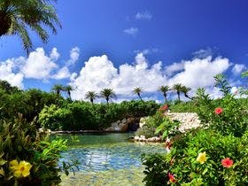 アラマンダ　スプレンディド