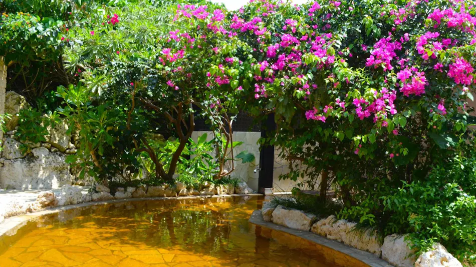 ALLAMANDA Splendid