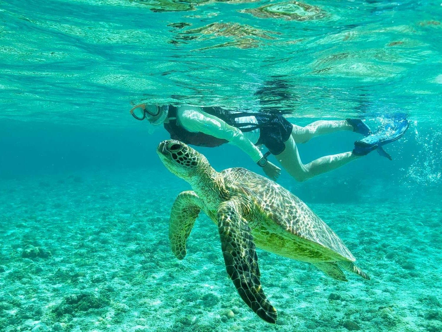 アラマンダ　スプレンディド