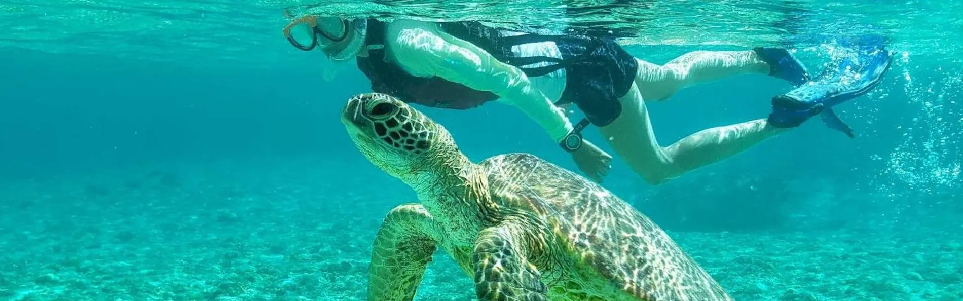 アラマンダ スプレンディド
