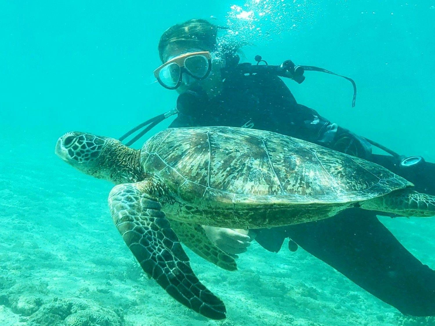 アラマンダ　スプレンディド