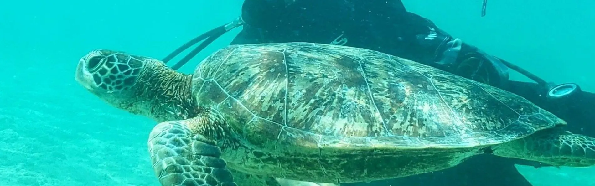 アラマンダ スプレンディド