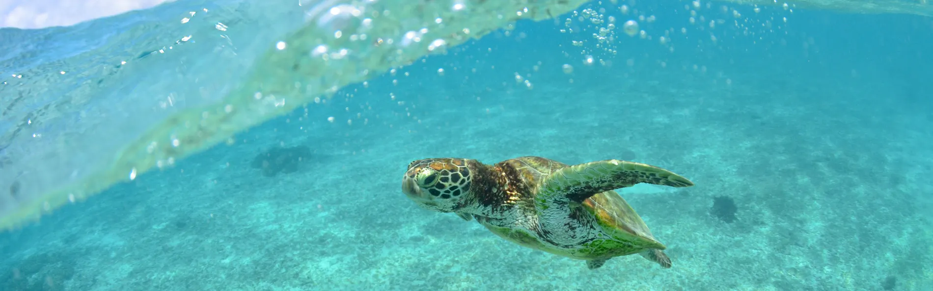 アラマンダ スプレンディド