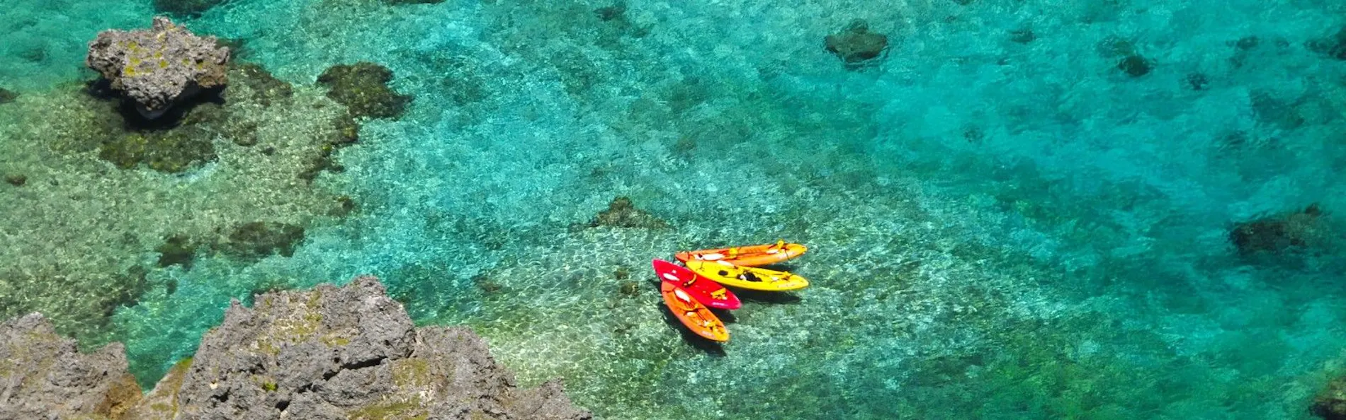 アラマンダ スプレンディド