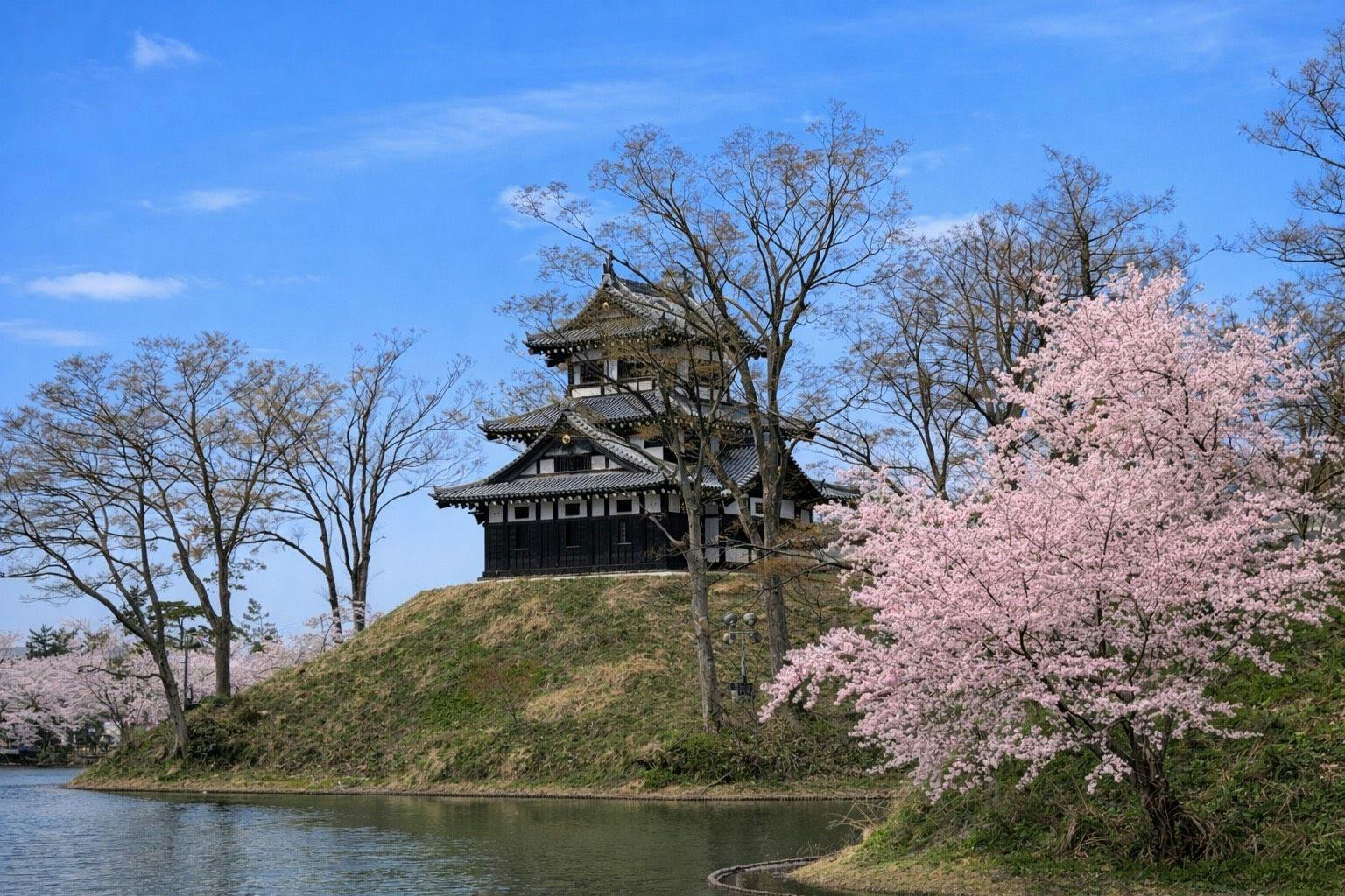 ซากุระที่สวนสาธารณะซากปราสาททาคาดะ 1