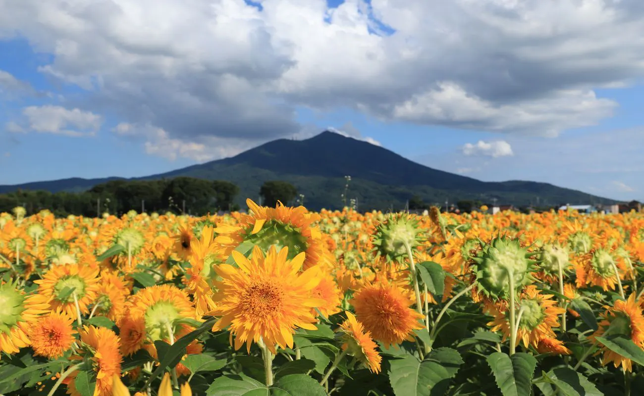 아케노 해바라기 / 쓰쿠바산과의 절경