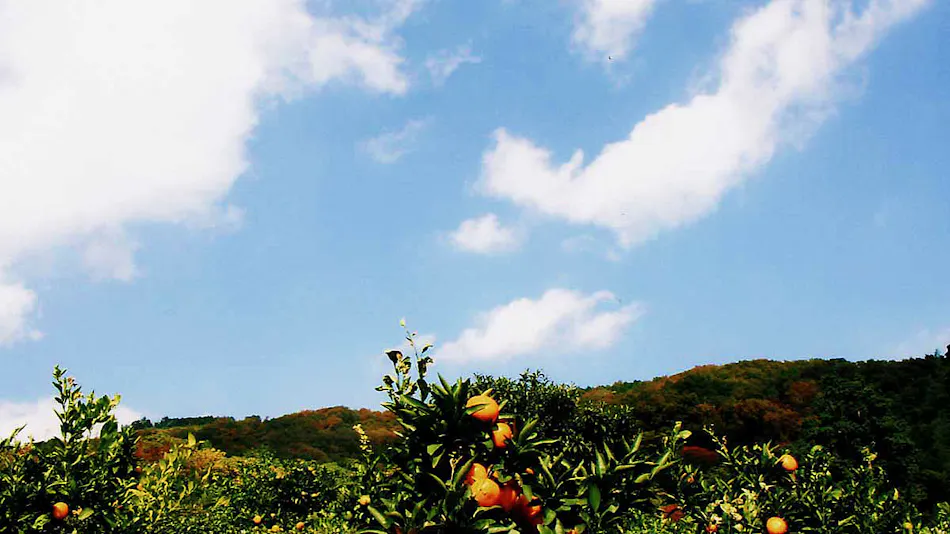 Island, Sea, View - Private Hot Spring on Mikan Hill - Bon Femme