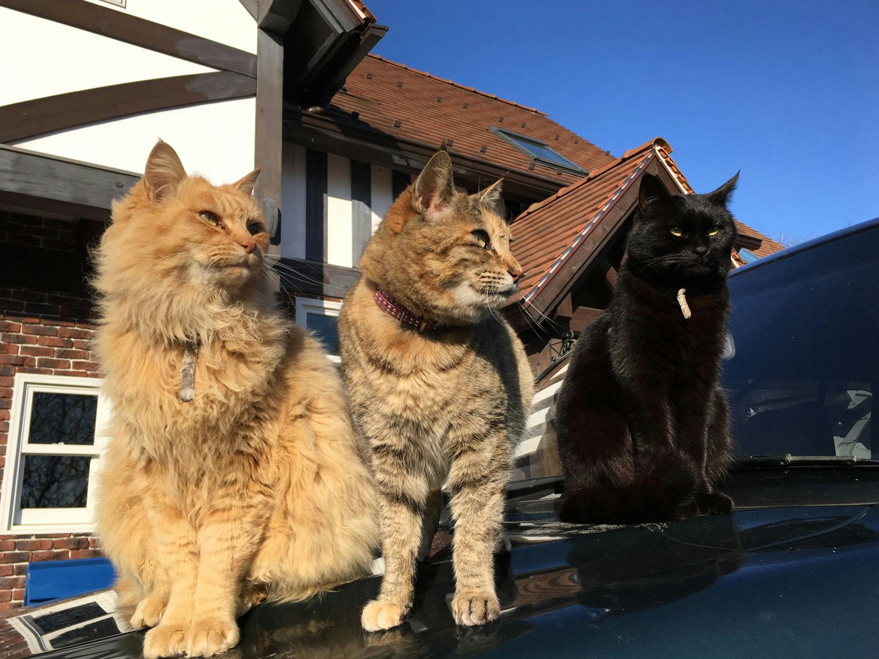 ネコたち（３/6匹）