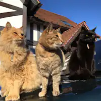 ネコたち(3/6匹)