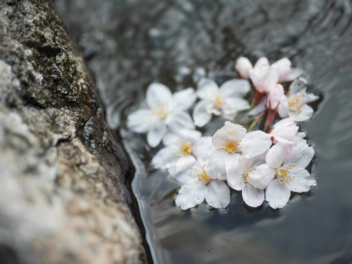 尾瀬かまた宿温泉　水芭蕉乃湯　梅田屋旅館