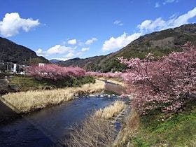 2022年　河津桜祭りは2月1日から2月28日