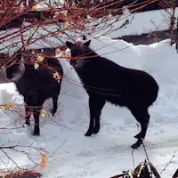 กวางญี่ปุ่นมาเยือนโรงแรม