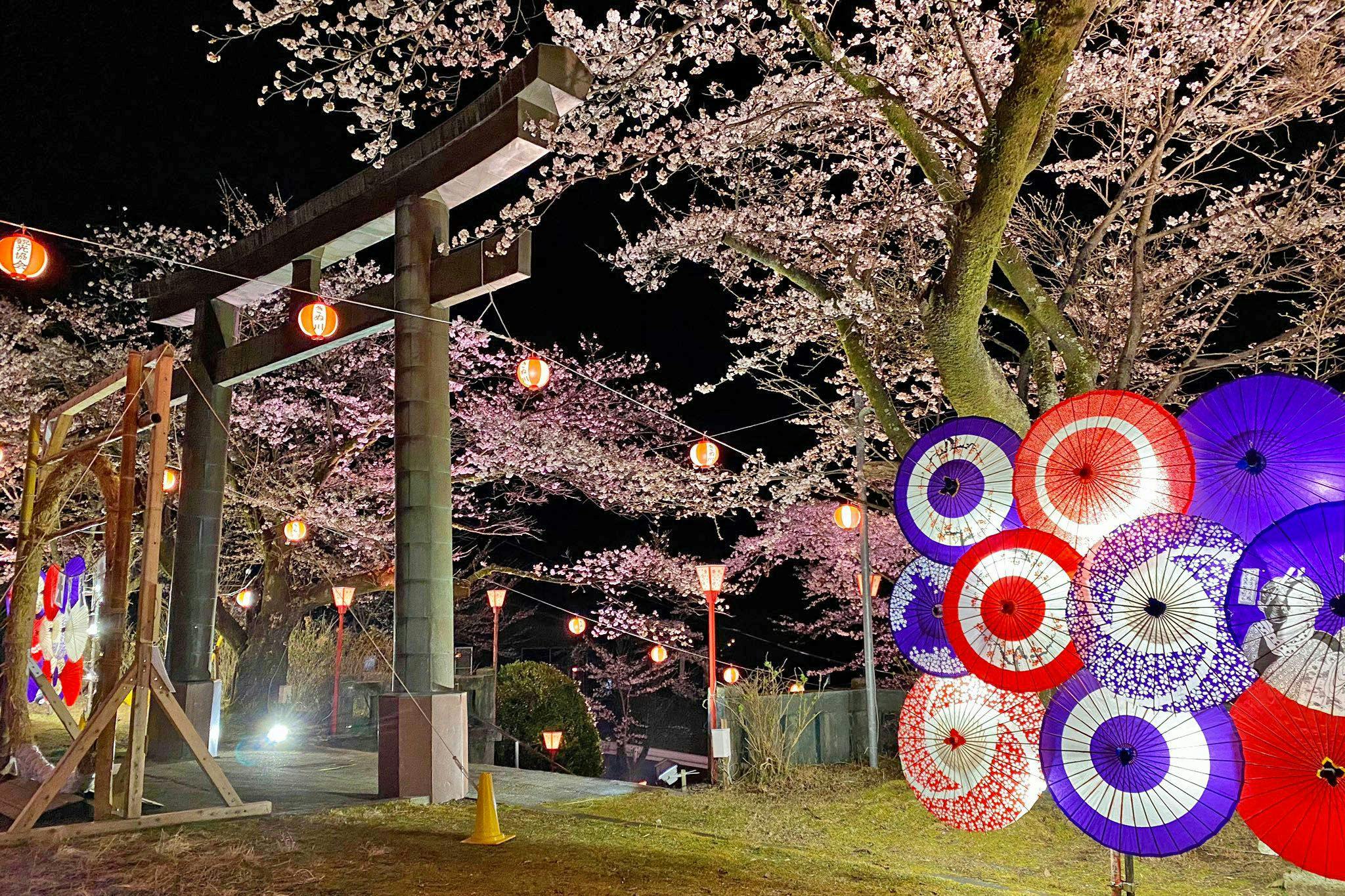 봄: 밤 벚꽃 조명 (24/3/29～4/7)