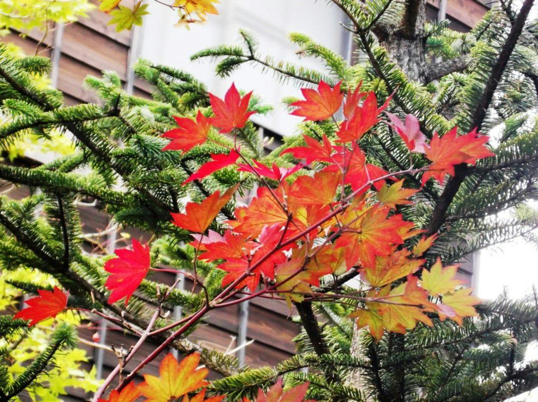 お宿　木の葉（共立リゾート）