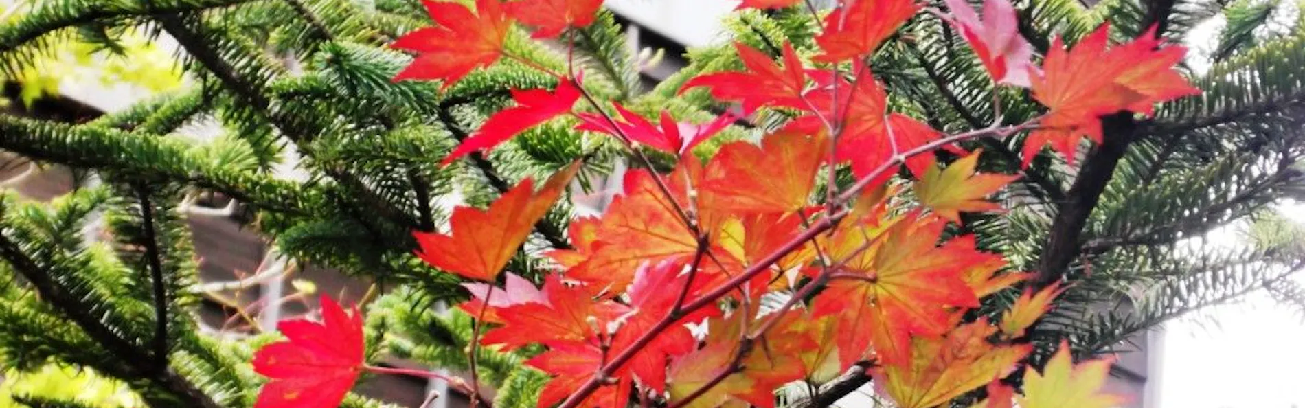 お宿 木の葉(共立リゾート)