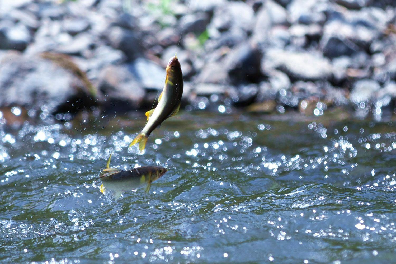 【สถานที่ท่องเที่ยวใกล้เคียง】แม่น้ำวาราชินะ - ตกปลาอายุ