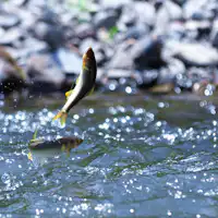 【สถานที่ท่องเที่ยวใกล้เคียง】แม่น้ำวาราชินะ - ตกปลาอายุ