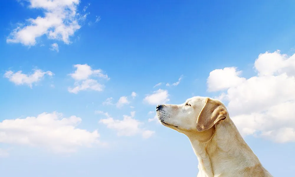 เดินทางกับสุนัขที่คุณรัก