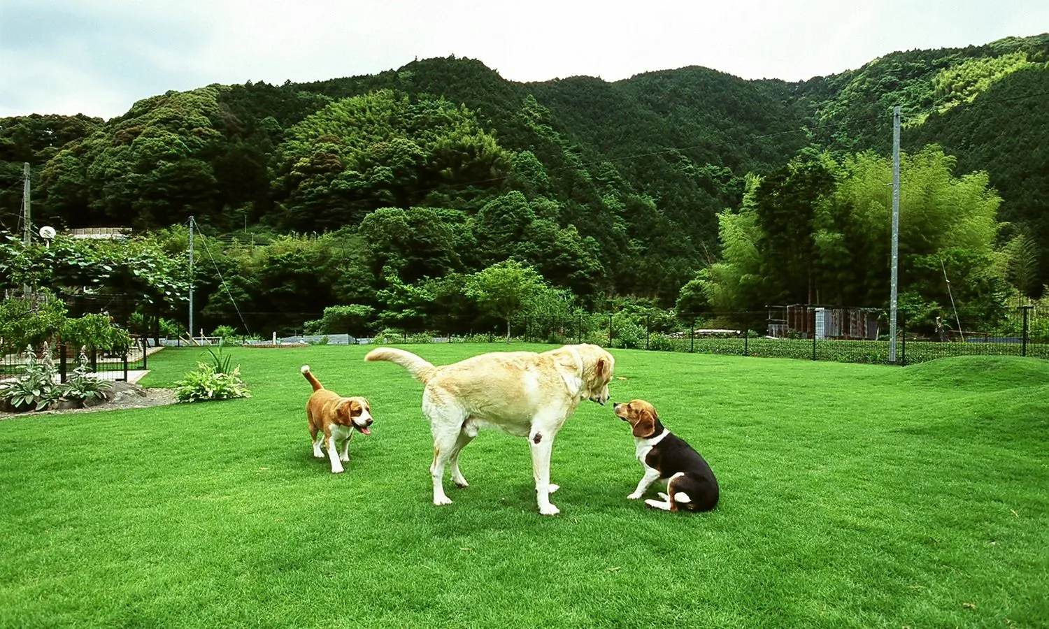 ลานวิ่งเล่นสำหรับสุนัขที่ปูด้วยหญ้าทั้งหมด