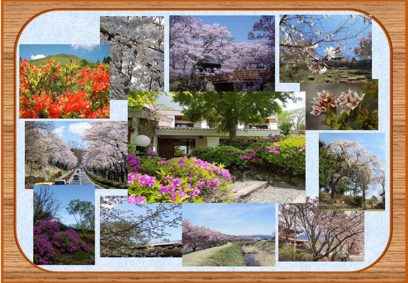 ฤดูกาลที่ดอกซากุระและดอกอาซาเลียจะบานใกล้เข้ามาแล้ว!