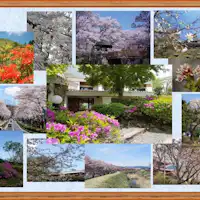 ฤดูกาลที่ดอกซากุระและดอกอาซาเลียจะบานใกล้เข้ามาแล้ว!