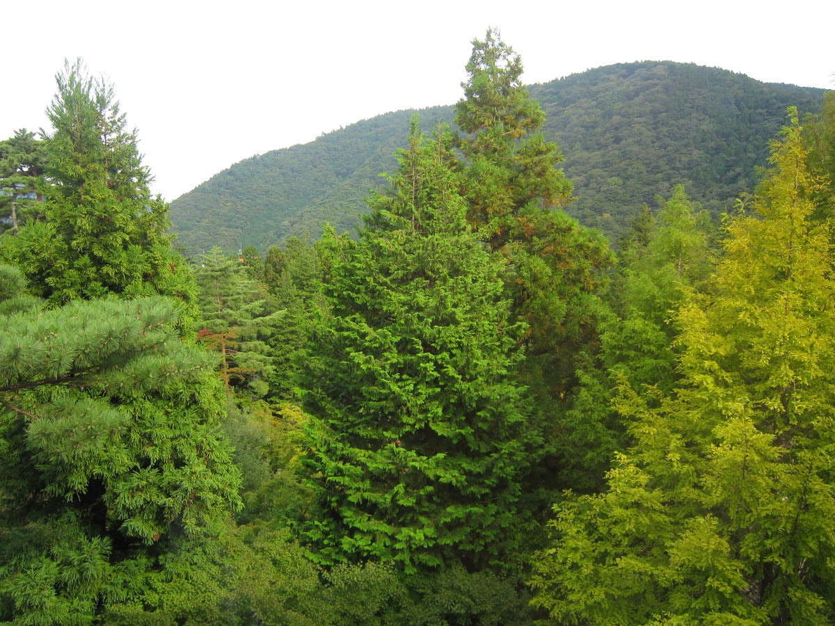 箱根小涌園　美山楓林（藤田観光リゾート）