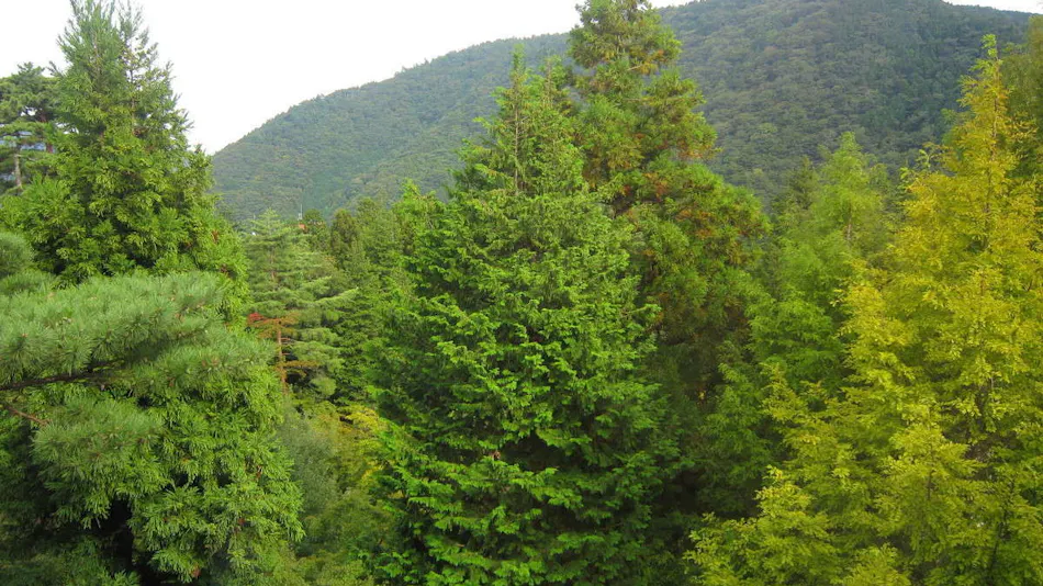 Hakone Kowakien Miyama Furin