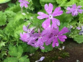 プチホテル＆レストラン　オールドエイジ