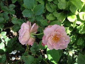 プチホテル＆レストラン　オールドエイジ