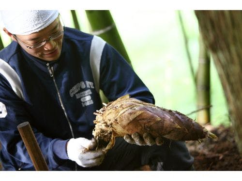 5月の孟宗の時期は若旦那が毎朝堀ります。