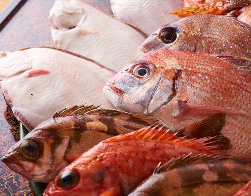 庄内浜では多品種の魚が水揚げされます。