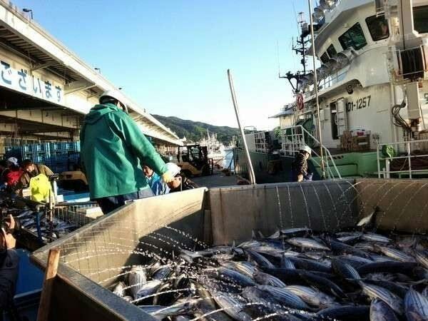 水揚げ漁港ならではの鮮度バツグンのかつおを食べつくせ！かつお三昧＆気仙沼名物フカヒレプラン