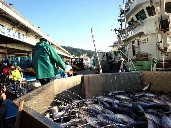 水揚げ漁港ならではの鮮度バツグンのかつおを食べつくせ!かつお三昧&気仙沼名物フカヒレプラン