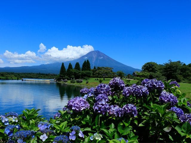 ฟูจิซังในต้นฤดูร้อนและดอกไฮเดรนเยีย