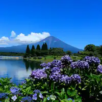 ฟูจิซังในต้นฤดูร้อนและดอกไฮเดรนเยีย