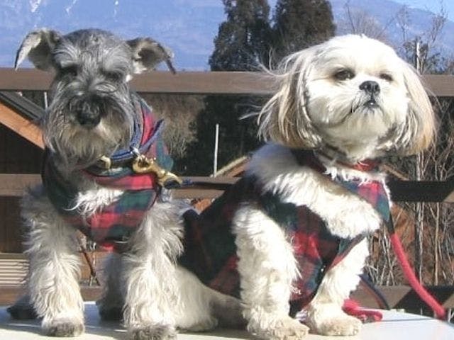 สามารถเข้าพักพร้อมกับน้องหมาได้!