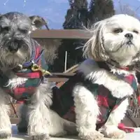 สามารถเข้าพักพร้อมกับน้องหมาได้!