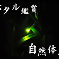 蛍鑑賞